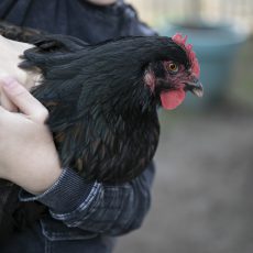 De kakelende dames - Gezinshuis ERbij